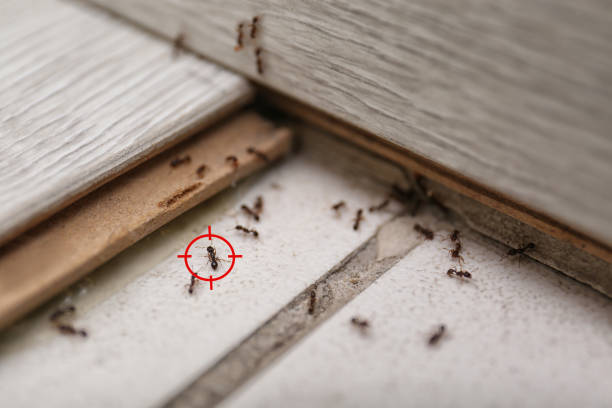 Insect Control in Peabody, MA
