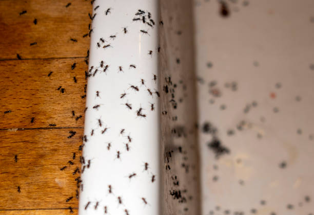 Wasp Removal Services in Peabody, MA