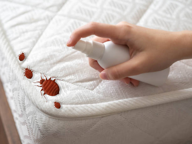 Best Bed Bug Extermination  in Peabody, MA