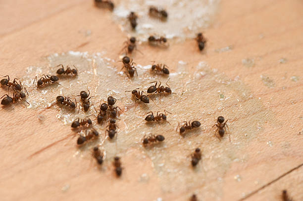 Peabody, MA Pest Control Company