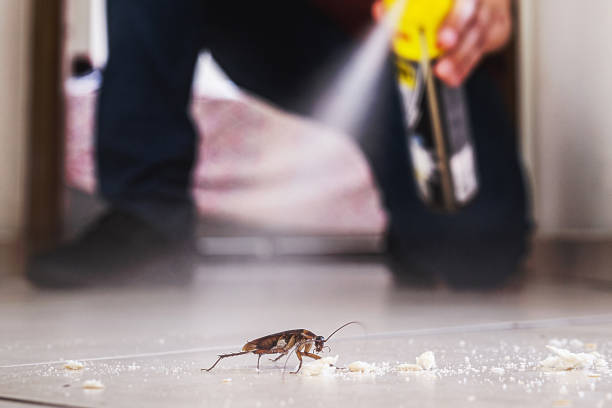 Best Ant Control Services  in Peabody, MA