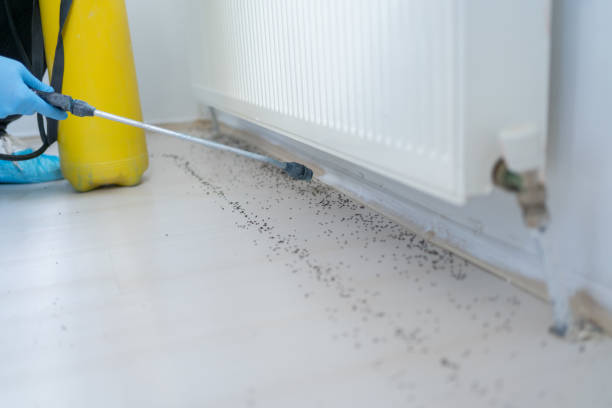 Flea Control Services in Peabody, MA
