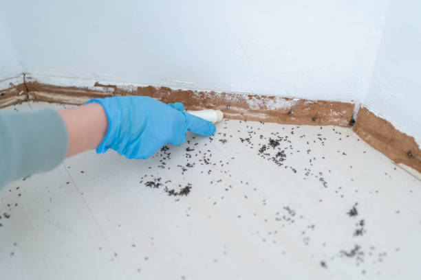 Best Rat Extermination Near Me  in Peabody, MA
